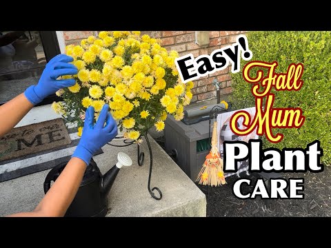 How To Prune, Water and Fertilize Mums For Growth and Health | Mum Plant Care