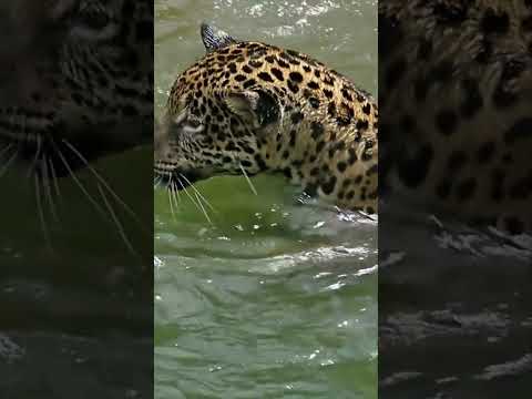 Jaguar Facts You Didn’t Know! Discover the Secret Life of Jaguars in the Wild | Short Documentary