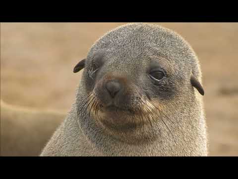 Facts: Cape Fur Seals and Australian Fur Seals