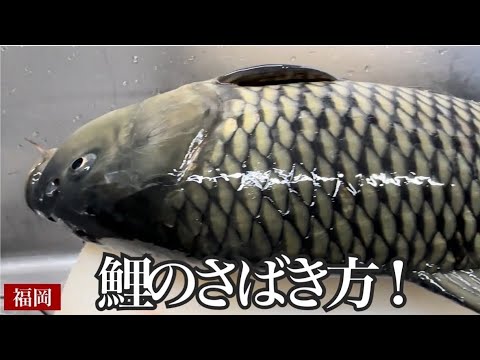 A Japanese restaurant that has been in business for 102 years and serves exquisite carp dishes.