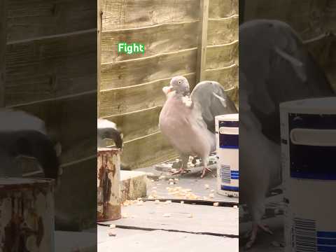 Birds Fight And Munching 🍞🦅🕊️🕊️#shortsvideo #shorts #birds #nature #relaxing