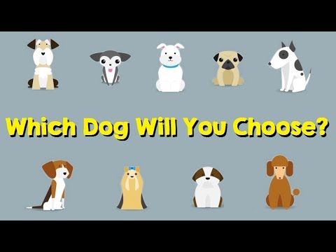 The Dog You Pick Will Reveal Your True Personality