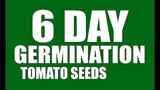 Tomato Seeds - 6 Day Germination By GrowLikeAPro