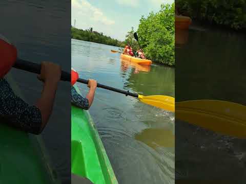 Mangrove kayaking! 🌿🚣‍♀️  @Paravur  #kayaking  #mangroveforests #viralshorts #shorts #shortsfeed