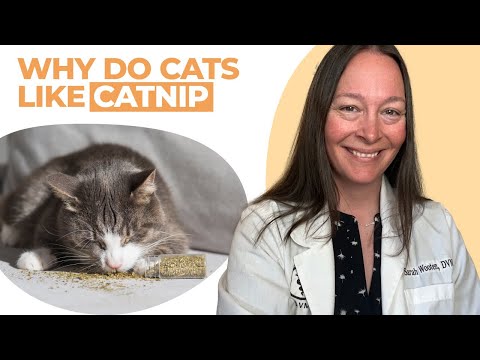 Why Do Cats Like Catnip? (Vet Explains)