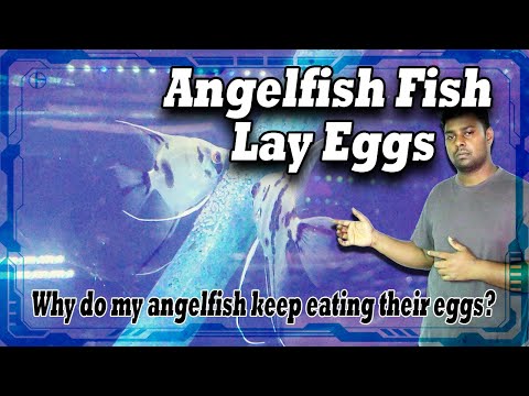 Angelfish Fish Lay Eggs on a Removable Object - Why do my Angelfish keep Eating Their Eggs