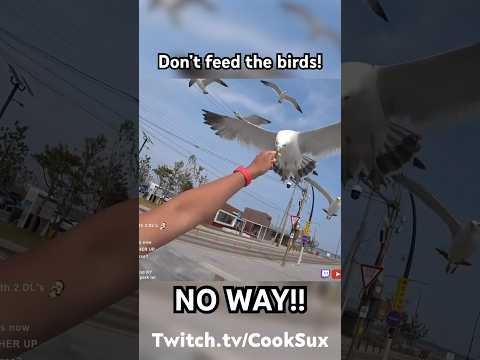 BIRDS ATTACK TWITCH STREAMERS!