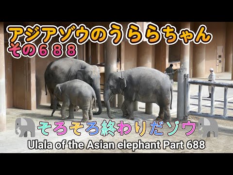 アジアゾウのうららちゃん（６８８）🐘そろそろ終わりだゾウ🐘（東山動植物園）Ulala of the Asian elephant Part 688