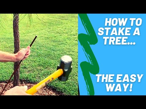 How to Stake a New Tree the Easy Way