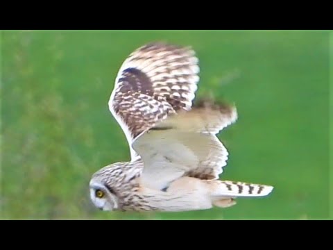 Short Eared OWL In Flight - Hunting     Asio flammeus