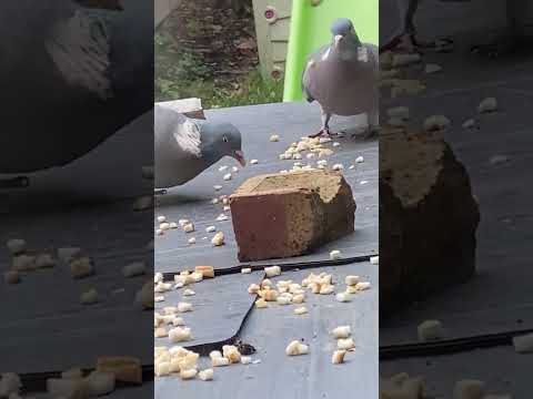 Shahar Munir  is live Squirrel and Pigeons Fight 🕊️🐿️🦅😱😱