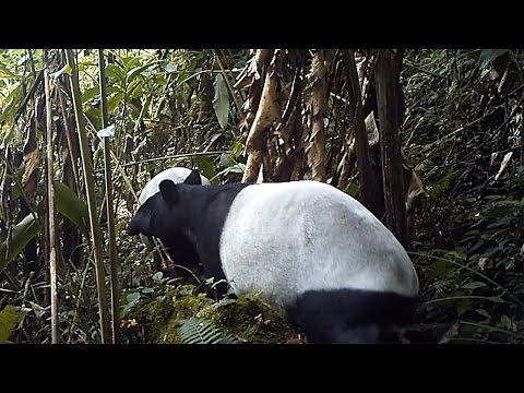 #FromTheField Asian tapir