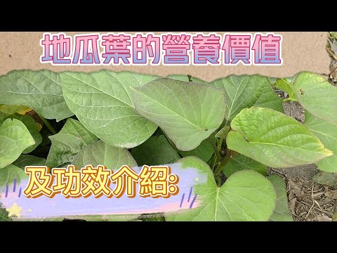 地瓜葉的營養價值及功效#地瓜葉#番薯葉#葉菜#健康蔬果