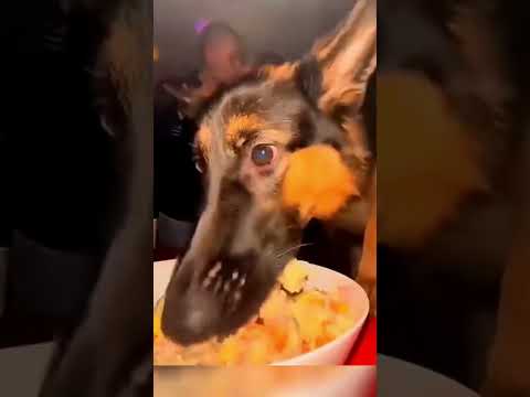 Free meal 😋😋 #funnyvideo #dog #shorts