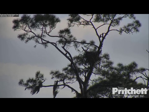 Southwest Florida Eagle Cam