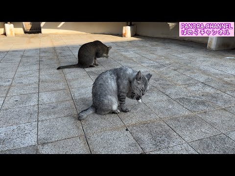 Cute stray cats in Japan Fukuoka Prefecture Cat Video PANORA.CHANNEL