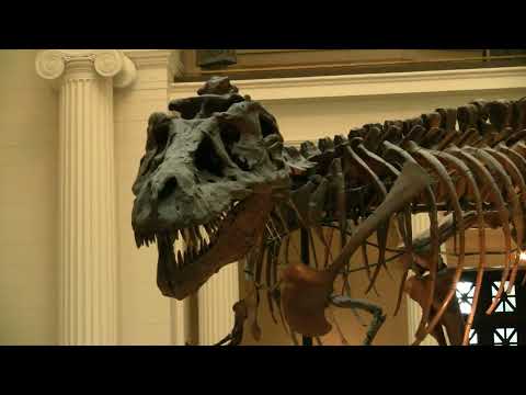 Sue The T-Rex - Field Museum, Chicago #trex #trexvideo #chicago #fieldmuseum #dinosaur #dinosaurs