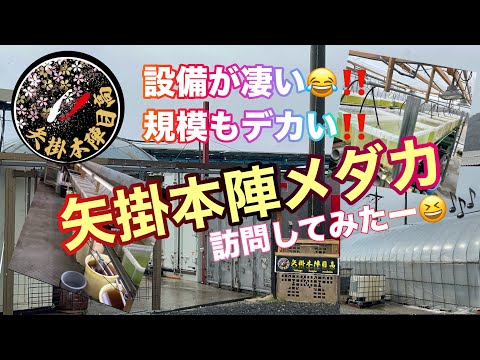 (メダカ)春！！メダカ屋さんが今シーズンもどんどんオープンしてます😍近所の矢掛本陣めだかさん訪問‼️