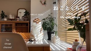 New Year's Holidays with a cat(CATVLOG)