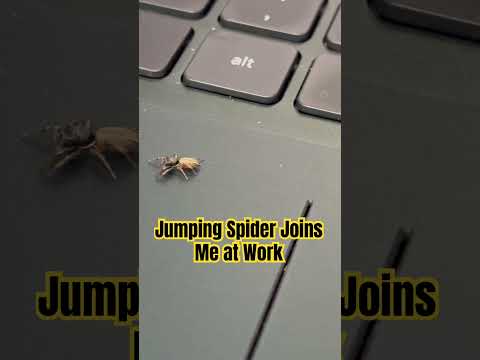 Jumping Spider 🕷️ Joins Me at Work, What Should I Name Him?