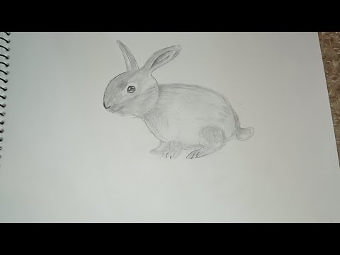 how to draw a rabbit | rabbit drawing