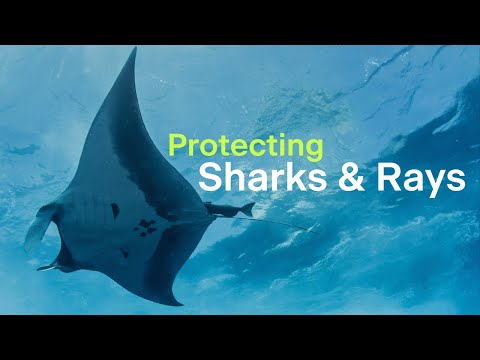 Protecting the threatened sharks and rays of Myanmar