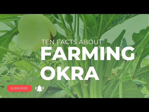 Ten facts about farming Okra #shorts