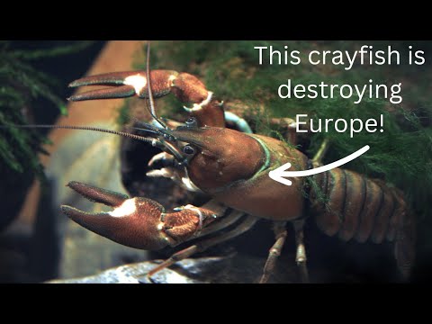 This crayfish is destroying the environment