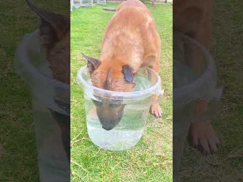 Belgian malinois dive training #smartdogs