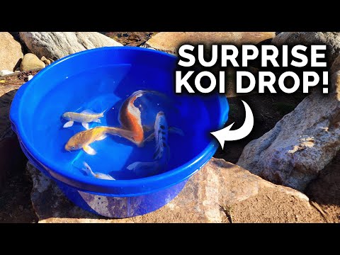 Adding More Koi To The Pond!