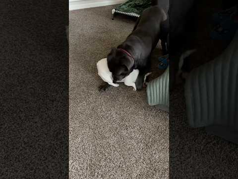 It’s almost Christmas, Mom! 😅 #athome #frenchie #canecorso #elf #playtime #pups #christmas