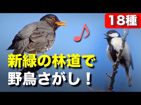 野鳥のさえずりで豊かな自然を感じてみよう！