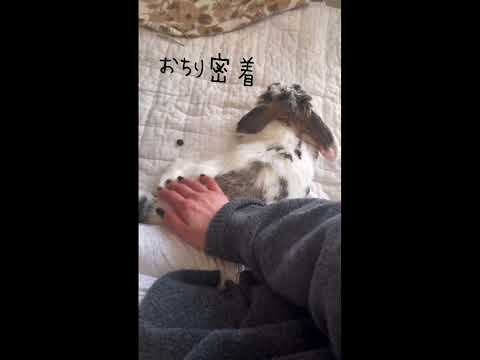 #うさぎと暮らす #40代 #うさぎちゃん #独身 #bunny #rabbit #うさぎのいる暮らし #うさぎ #40代独身 #かわいい