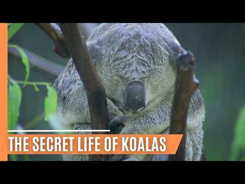 The Rise of a Young Koala - A Survival Story | Full Documentary