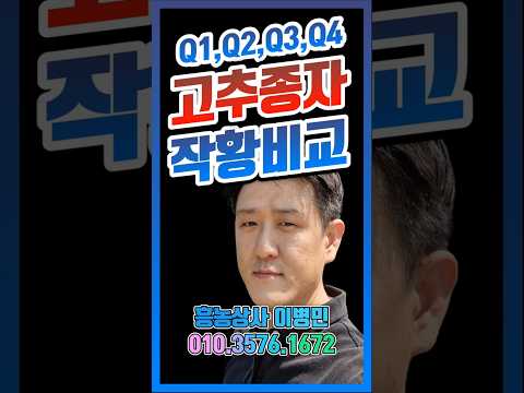 고추품종 작황비교 Q1,모두의칼탄,팔방미남,고수의선 #고추종자