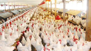 How 520 Million Chickens Are Raised By American Farmers - Chicken Farming