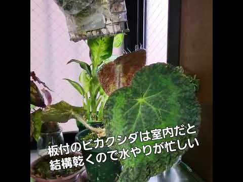 ビカクシダの水やり