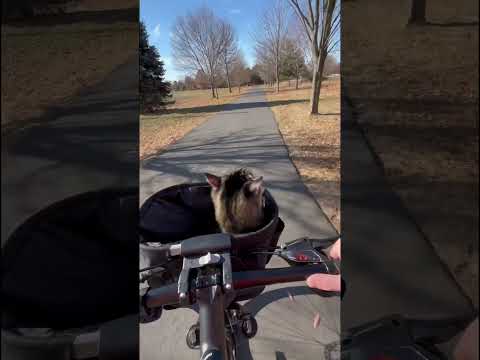 Taking my cat Merlin for a bike ride 😎 #fyp #cat #catbikeride #bikeride #catbasket #viral #trending