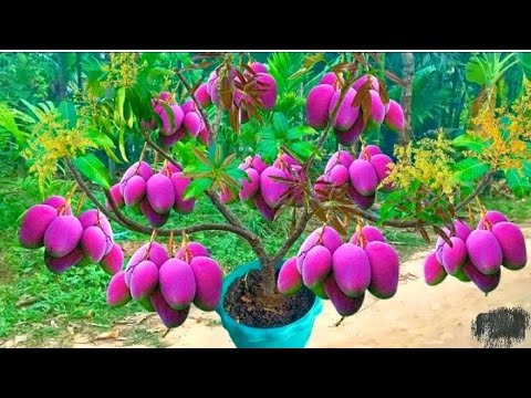 Amazing skill grow mango fruit with sand and coconut ! best method propagate mango tree at home