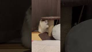 爪研ぎがへたな猫