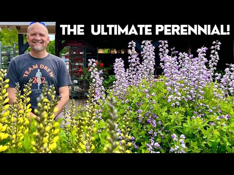 Baptisia: The Ultimate Low-Maintenance Perennial