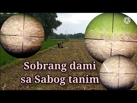 Bird Hunting PH ep30: Rainy season