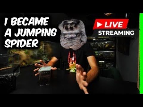 JUMPING SPIDER LIVE POV