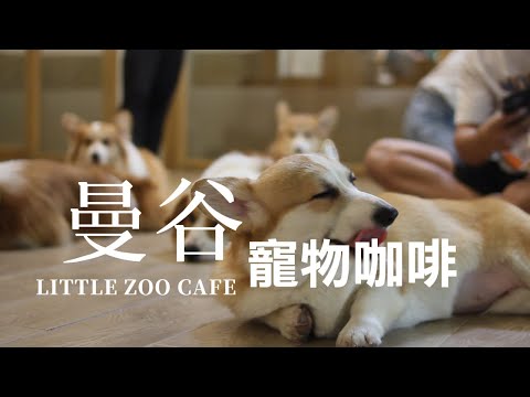 LITTLE ZOOM CAFE IN 曼谷 BTS ON NUT 站的超大量柯基動物咖啡廳 #單眼廢片#EOS60D