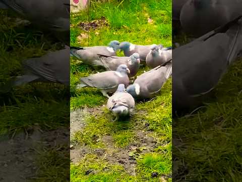 Birds 🦅🕊️🕊️🦅gathering outside again😱#shortsvideo #bird #birdseating #love