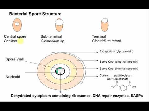 Microbio ABT CM3 2020