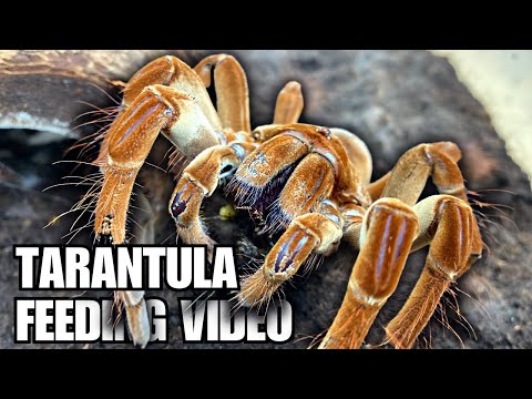 FEEDING MY GOLIATH TARANTULAS COCKROACHES! FEEDING 17 TARANTULAS!