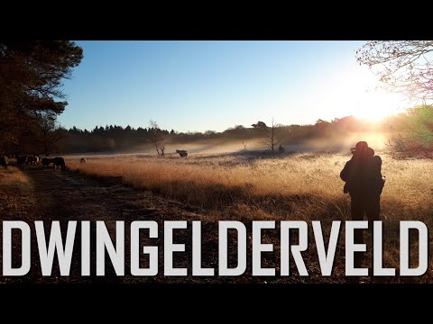 Dwingelderveld National Park- Winter Light & Morning Mist