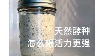 天然酵种，怎样喂才能活力十足？How to active your sourdough starter and build a levain