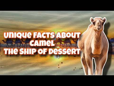 Camel : The Ship of Dessert 🐪 | A Short Documentary on Camels